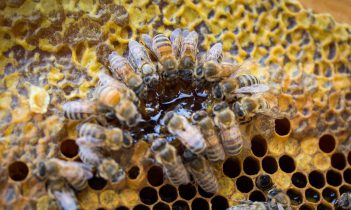 Quantis Mellifera beehive